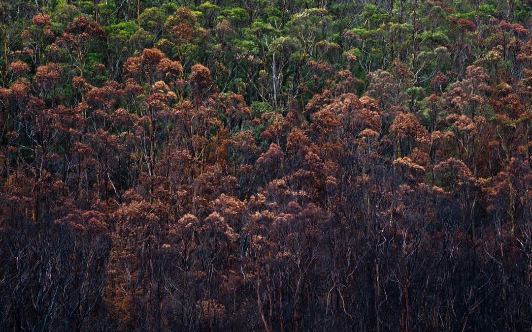 Future fire regimes increase risks to obligate-seeder forests