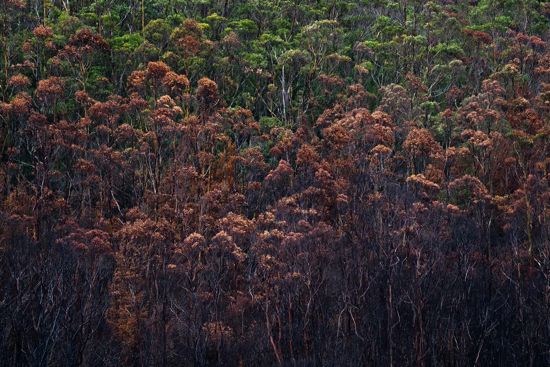 Future fire regimes increase risks to obligate-seeder forests
