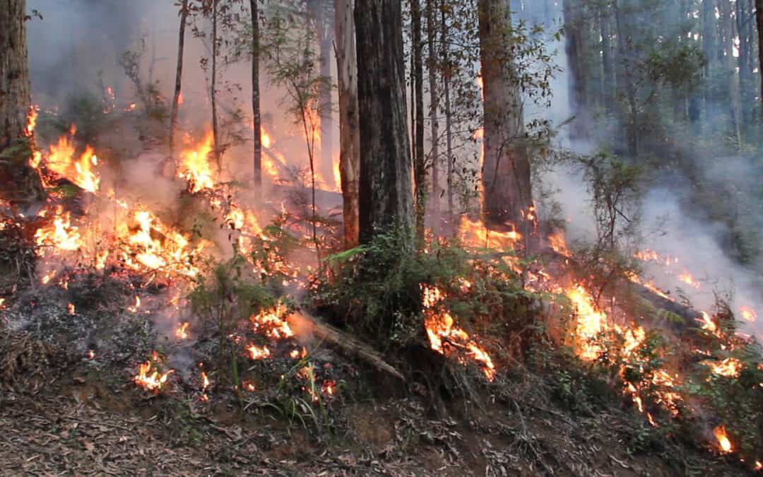 Assessing impacts of fire regime intensification in fire-adapted forests